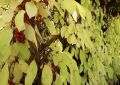 Секреты успешной обрезки лимонника осенью