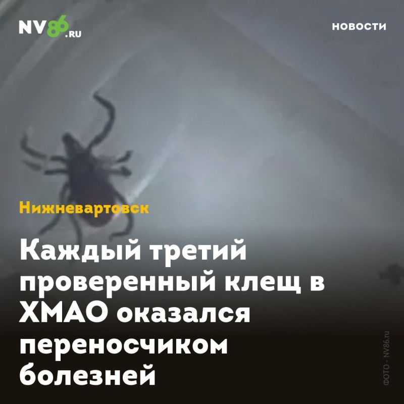 Каждый третий проверенный клещ в ХМАО оказался переносчиком болезней