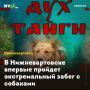 В Нижневартовске впервые пройдет экстремальный забег с собаками