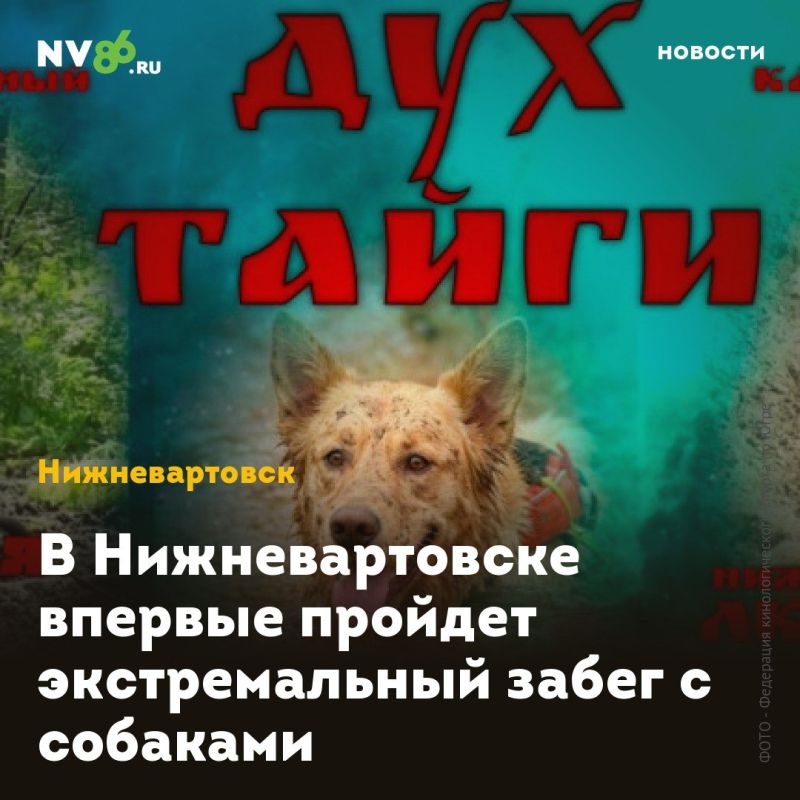 В Нижневартовске впервые пройдет экстремальный забег с собаками
