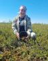 Завершается сезон сбора нашей северной ягоды