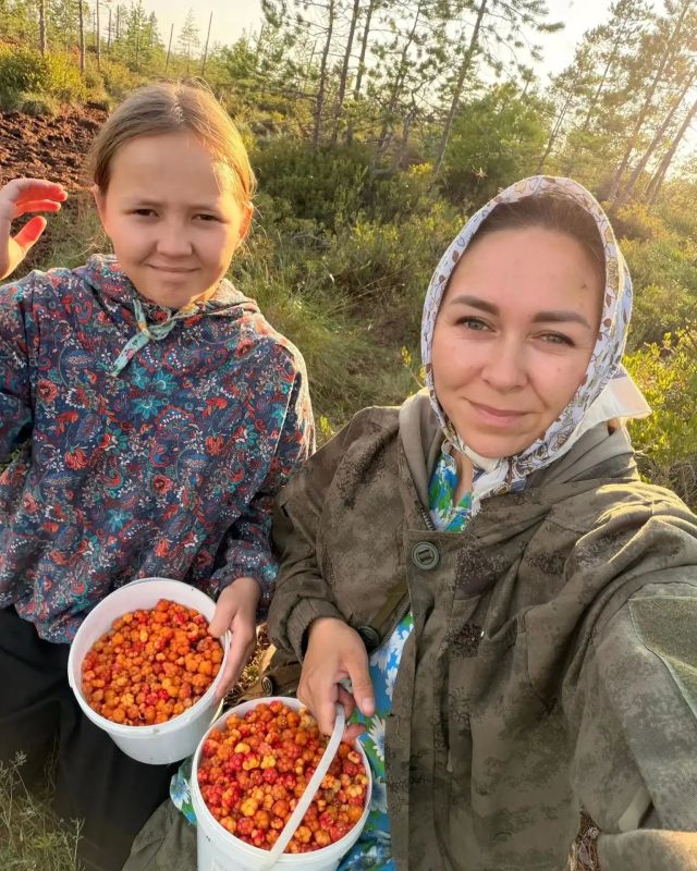 Завершается сезон сбора нашей северной ягоды Завершается сезон сбора нашей северной ягоды