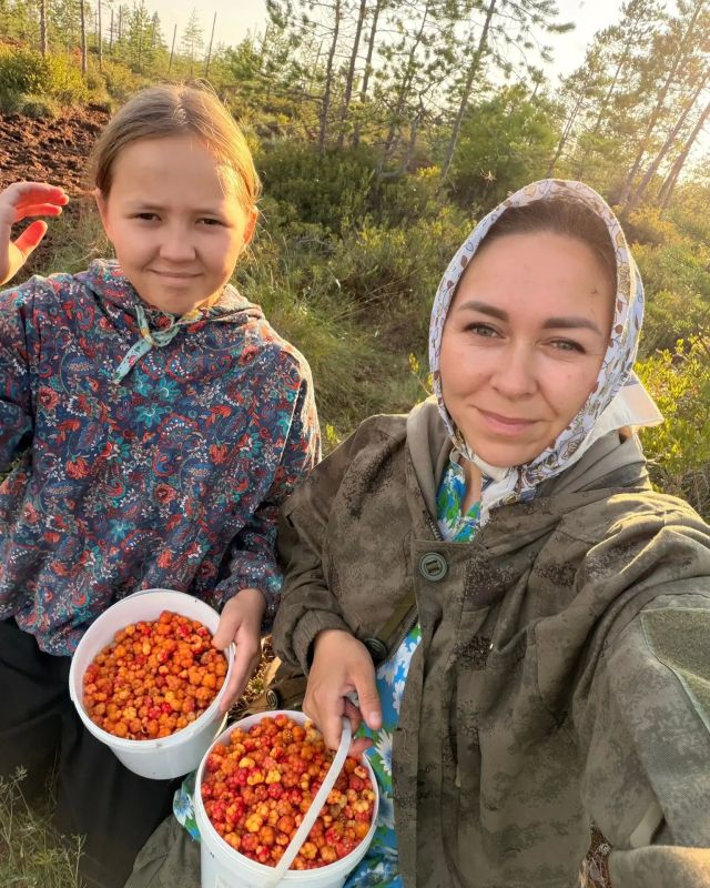 В Югре завершается сезон морошки В Югре завершается сезон морошки