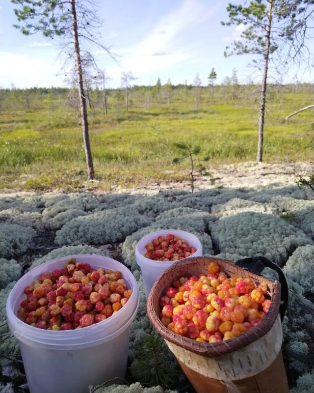В Югре завершается сезон морошки В Югре завершается сезон морошки