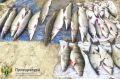 Сургутянина будут судить за незаконный вылов 35 особей редких пород рыб