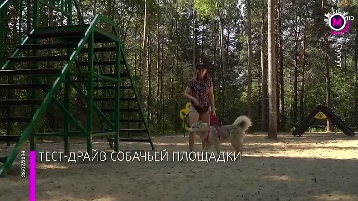 Сургут прирастает новыми площадками для выгула собак, где можно отпустить своего питомца вдоволь побегать или даже натренировать его до уровня профессионального спортсмена