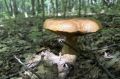 Учёные ЮГУ разрабатывают упаковку из грибов