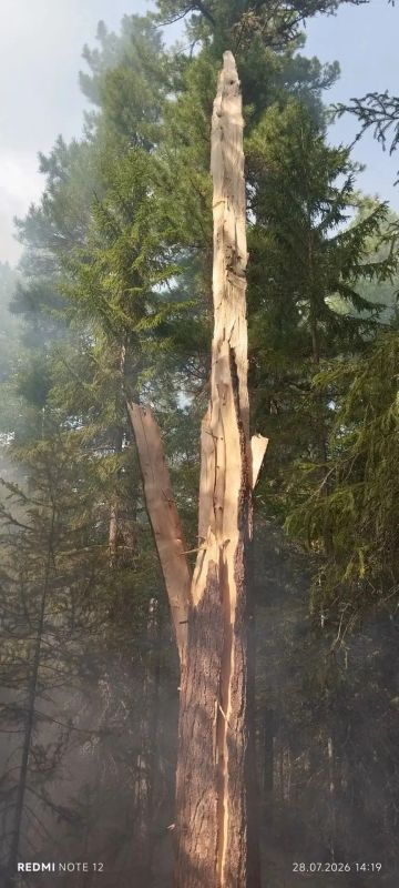 В Нижневартовском районе из-за молнии вспыхнул лесной пожар В Нижневартовском районе из-за молнии вспыхнул лесной пожар