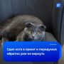 Югорчанин сдал кота на передержку — вернуть питомца не помог даже суд