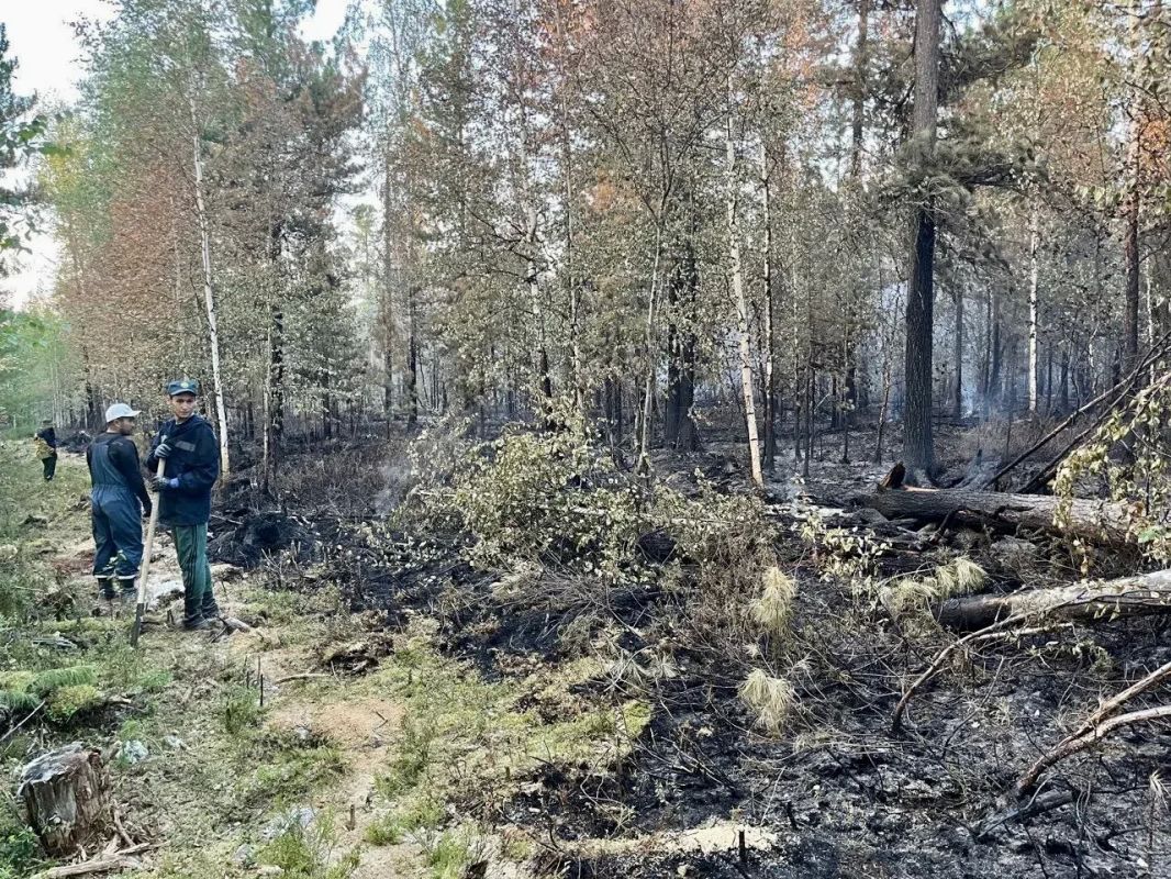 Один в поле не воин: тушение лесных пожаров – командная работа Один в поле не воин: тушение лесных пожаров – командная работа