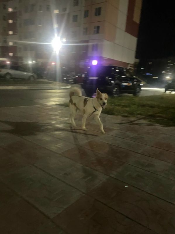 В Нижневартовске домашняя собака напала на маленькую девочку В Нижневартовске домашняя собака напала на маленькую девочку