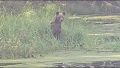 Медведь на бревне: необычная встреча во время патрулирования лесов Югры