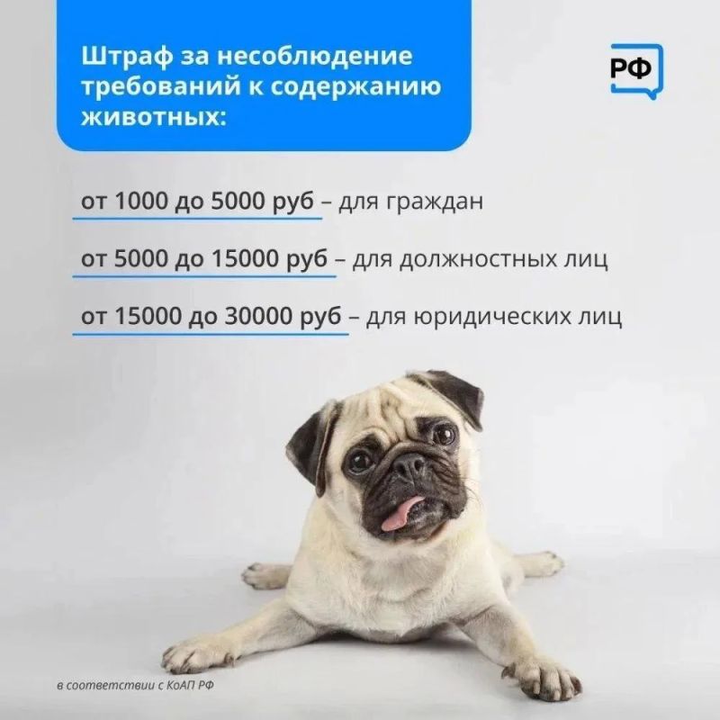 В Нижневартовске продолжается зоозащитная акция «Не бросай меня на даче» В Нижневартовске продолжается зоозащитная акция «Не бросай меня на даче»
