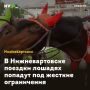 В Нижневартовске поездки лошадях попадут под жесткие ограничения