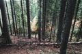 В Югре действуют 23 лесных пожара в четырех районах