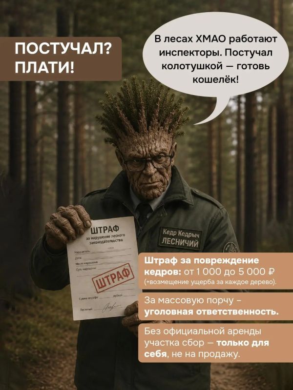 Совсем скоро в Югре начнется сезон сбора кедровых шишек Совсем скоро в Югре начнется сезон сбора кедровых шишек