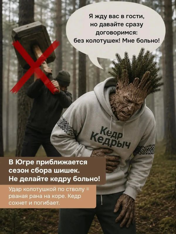 Сезон сбора кедровых шишек - скоро