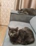 Сегодня отмечается Международный день кошек, и это значит, что пора запустить интерактив!