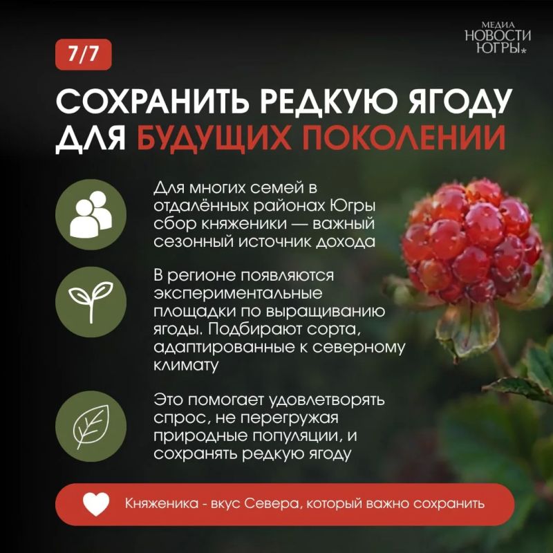 Её называют официальной ягодой Патриков Её называют официальной ягодой Патриков