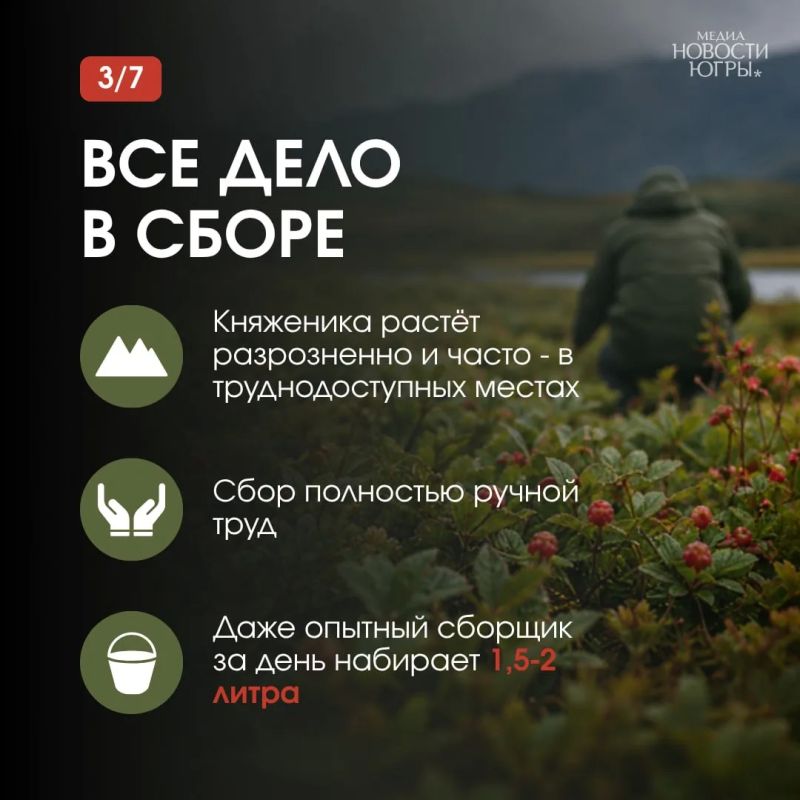Её называют официальной ягодой Патриков Её называют официальной ягодой Патриков