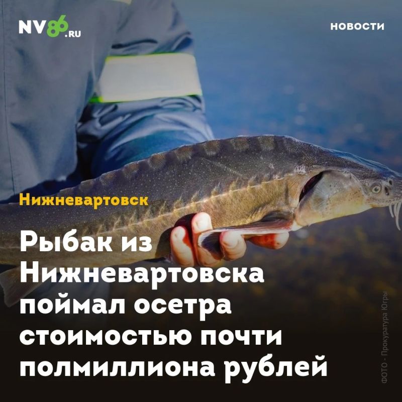 Рыбак из Нижневартовска поймал осетра стоимостью почти полмиллиона рублей