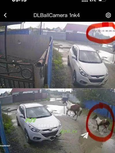 Стая собак едва не разорвала жеребёнка Стая собак едва не разорвала жеребёнка