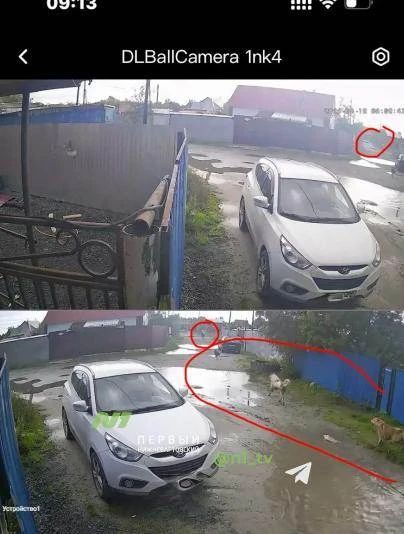 Стая собак едва не разорвала жеребёнка Стая собак едва не разорвала жеребёнка
