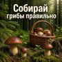 Вторая половина лета - сезон сбора грибов