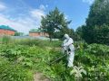 В Ханты-Мансийске стартовал второй этап борьбы с борщевиком Сосновского