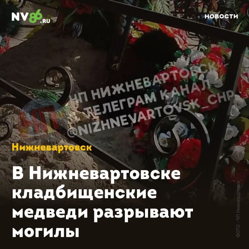 В Нижневартовске кладбищенские медведи разрывают могилы