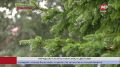 Хрупкая красота - из-за обильных дождей в Ханты-Мансийске пришлось обновить цветочные клумбы