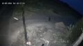 И снова медведи на кладбище