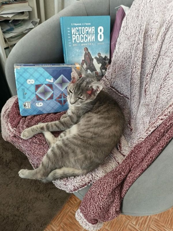 Котика-инвалида разыскивают на дачах в районе ГПЗ