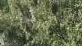 Спорт в Югре это красиво!. Продолжается масс-старт у мужчин, с каждым кругом градус соперничества повышается