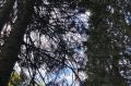 В Нижневартовском и Белоярском районах действуют 4 лесных пожара