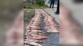 132 стерляди выловил сетями житель Нижневартовска