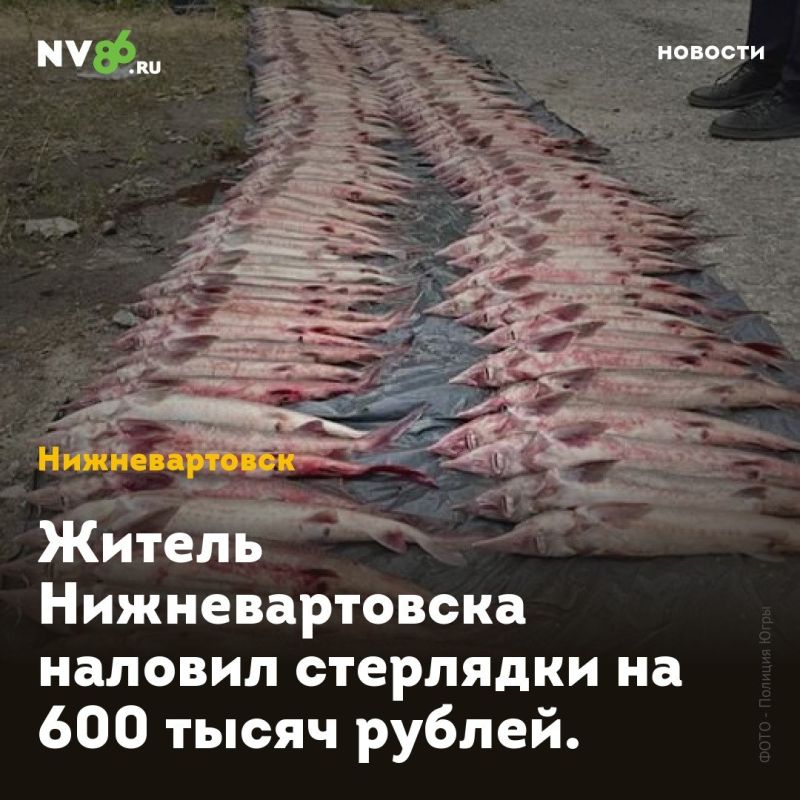 Житель Нижневартовска наловил стерлядки на 600 тысяч рублей