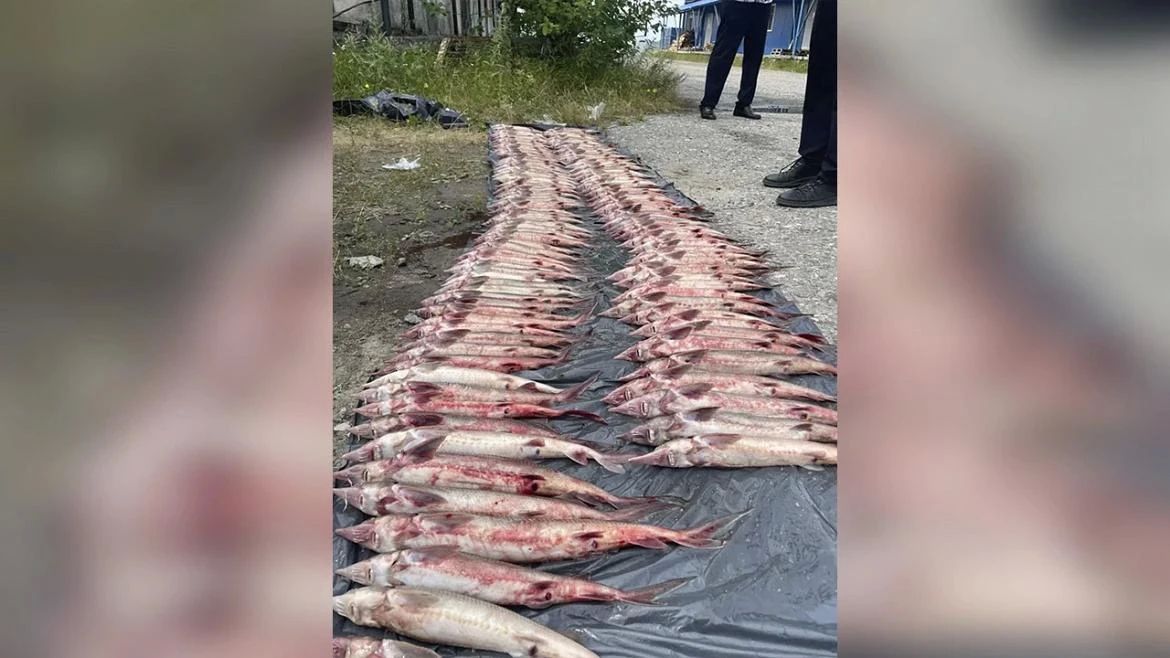 132 стерляди выловил сетями житель Нижневартовска