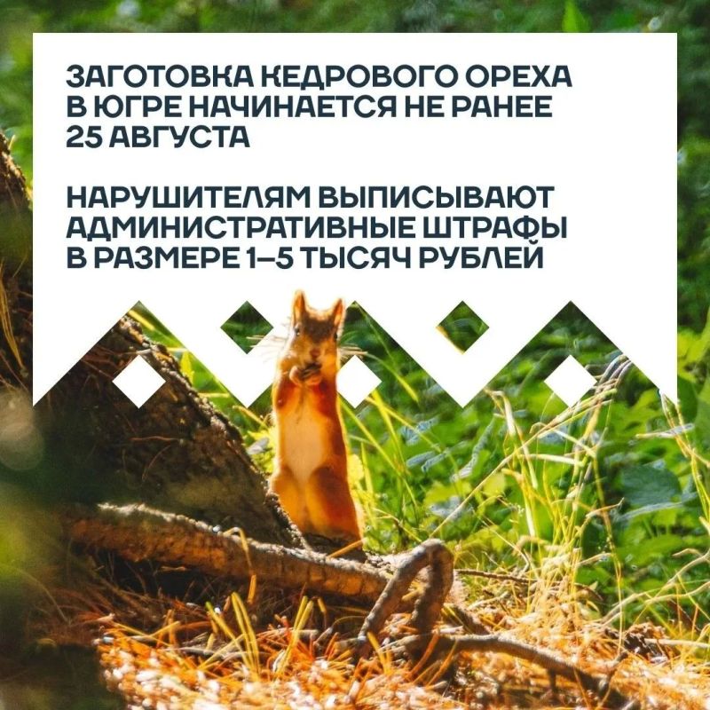 С сегодняшнего дня в Югре официально разрешен сбор кедрового ореха С сегодняшнего дня в Югре официально разрешен сбор кедрового ореха