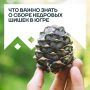 С сегодняшнего дня в Югре официально разрешен сбор кедрового ореха