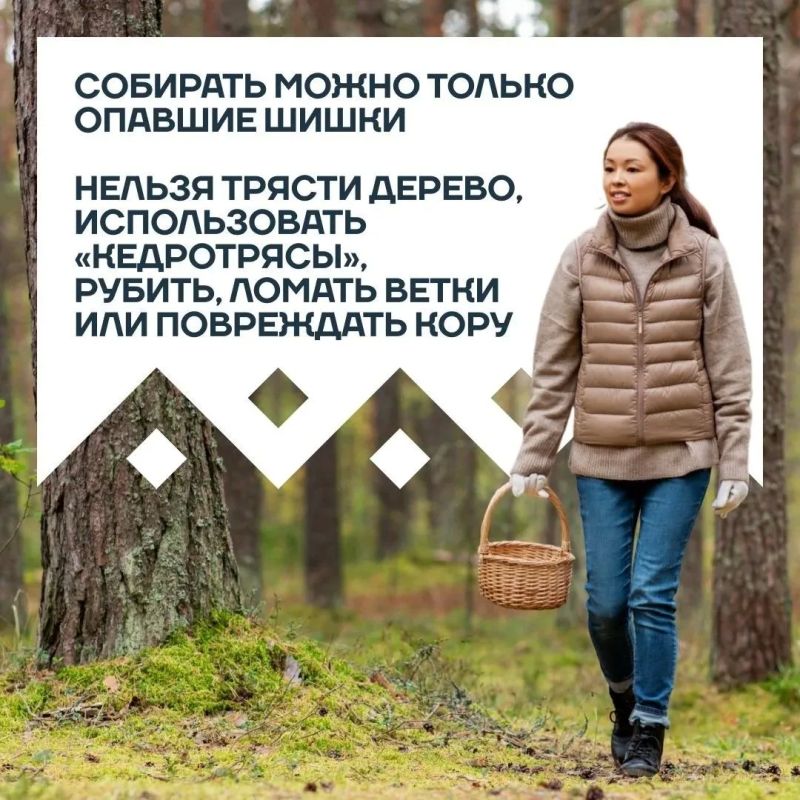 С сегодняшнего дня в Югре официально разрешен сбор кедрового ореха С сегодняшнего дня в Югре официально разрешен сбор кедрового ореха