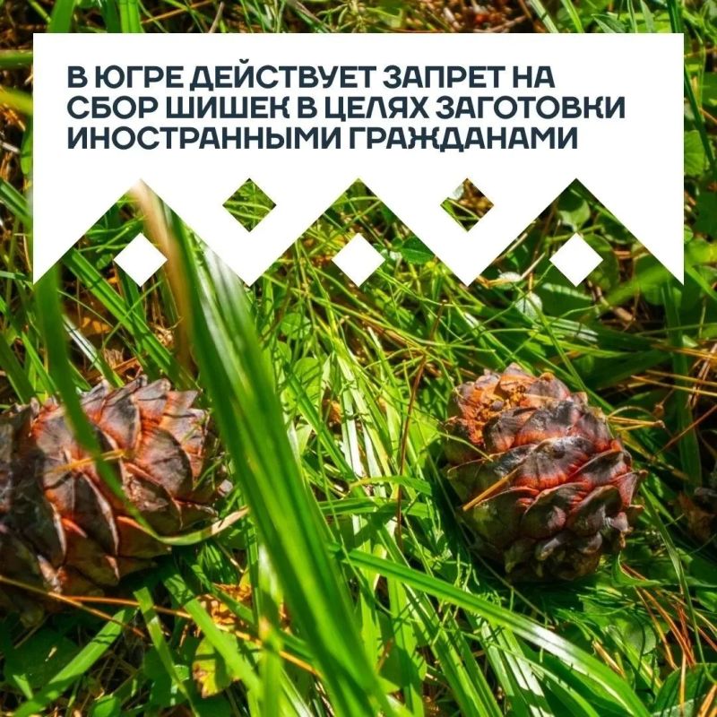 С сегодняшнего дня в Югре официально разрешен сбор кедрового ореха С сегодняшнего дня в Югре официально разрешен сбор кедрового ореха