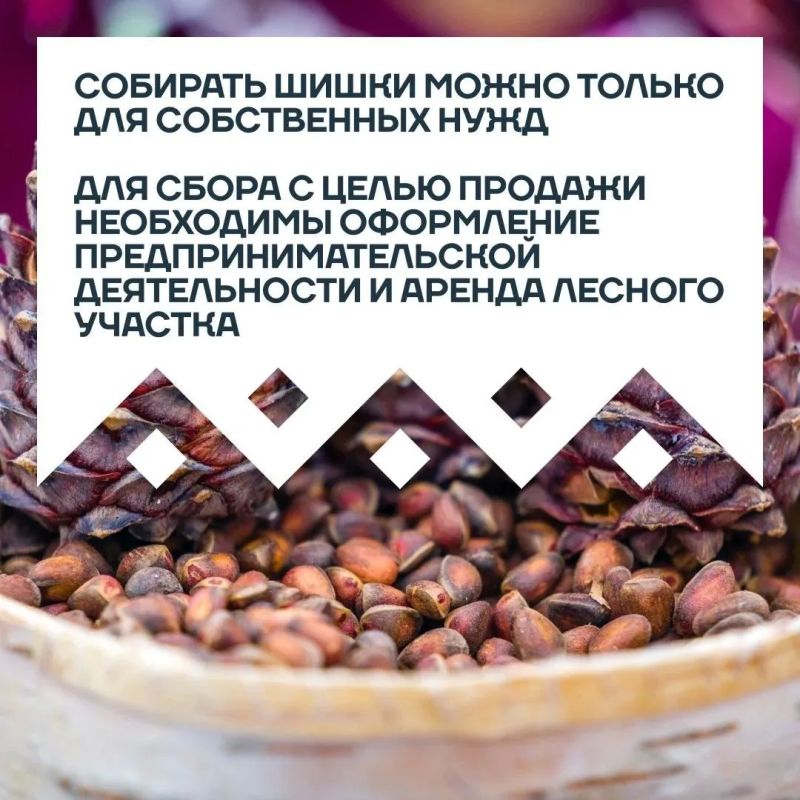 С сегодняшнего дня в Югре официально разрешен сбор кедрового ореха С сегодняшнего дня в Югре официально разрешен сбор кедрового ореха