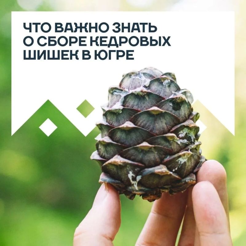 С сегодняшнего дня в Югре официально разрешен сбор кедрового ореха