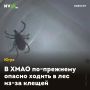 В ХМАО по-прежнему опасно ходить в лес из-за клещей