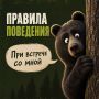 Настоящие мишки далеко не плюшевые