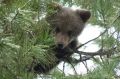 Югорчанам рассказали, как себя вести при встрече с медведем