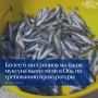 В Югре дорожники выпустили в Обь более 6 млн мальков муксуна