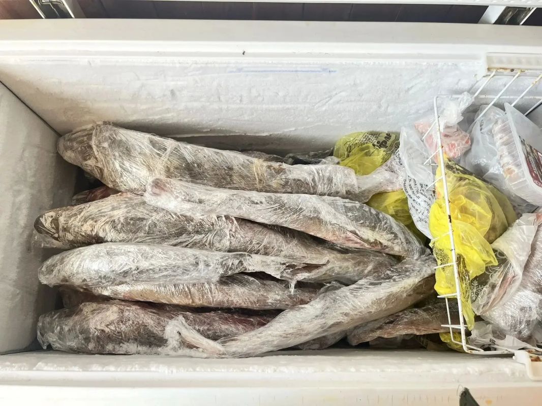 В Югре полицейские расследуют уголовное дело о незаконном хранении краснокнижного осетра В Югре полицейские расследуют уголовное дело о незаконном хранении краснокнижного осетра