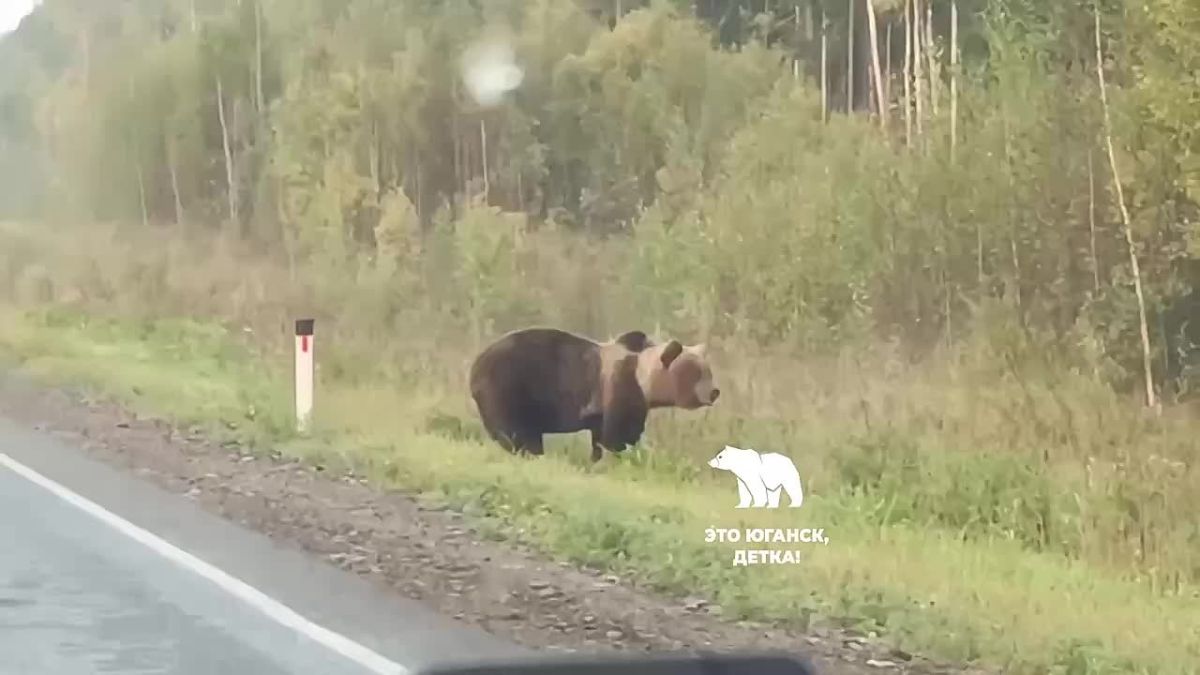 Медвежья семья продефилировала перед югорчанами в Нефтеюганском районе